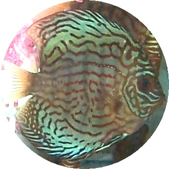 AquaGreen Scribble Discus Fish - 2 inch AquaGreen Scribble Discus Fish - 2 inch
